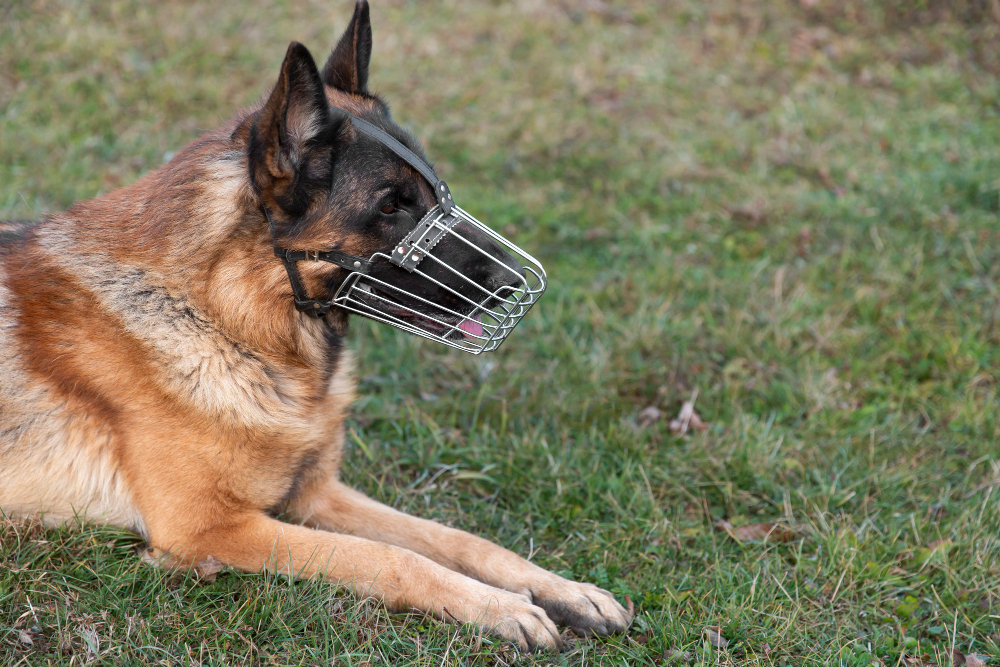 THQA K9 Security Unit